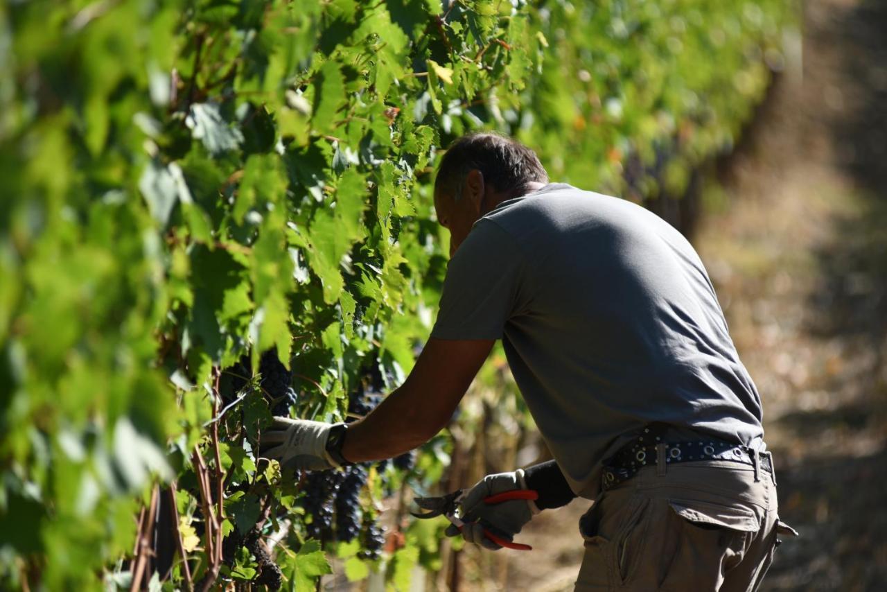 Il Palazzo - Agriturismo, Winery Arezzo Ngoại thất bức ảnh